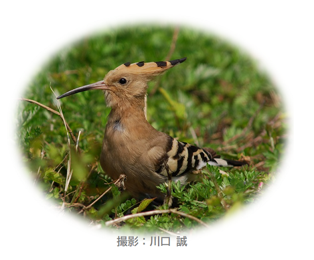 新着情報の画像